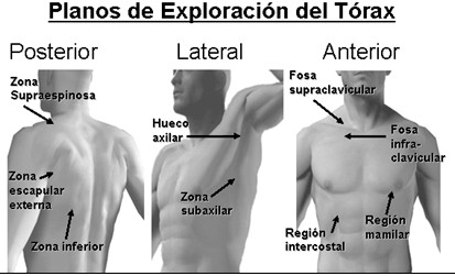 guia_historia_clinica/planos_exploracion_torax_aparato_respiratorio