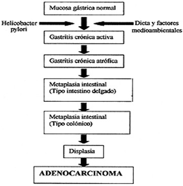 helicobacter_pylori/gastritis_cancer_gastrico