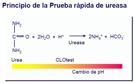 helicobacter_pylori/principio_prueba_rapida_ureasa