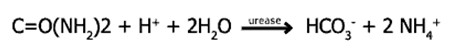 helicobacter_pylori/test_ureasa