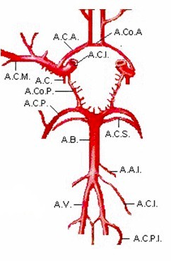 manejo_anestesico_cirugia_aneurisma/anatomia_vascular_SNC_craneal