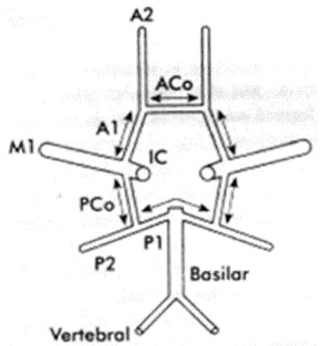 manejo_anestesico_cirugia_aneurisma/poligono_willis_SNC