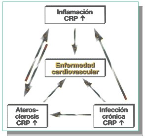 marcadores_cardiacos/enfermedad_cardiovascular_PCR marcadores_cardiacos/enfermedad_cardiovascular_PCR