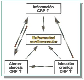 marcadores_cardiacos/enfermedad_cardiovascular_PCR