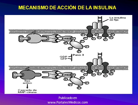 curso_diabetes_mellitus/mecanismo_accion_insulina