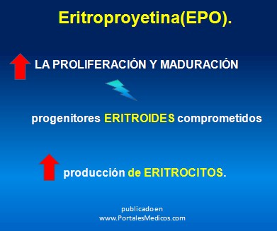 farmacos_antianemicos/eritropoyetina_epo