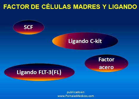 farmacos_antianemicos/factor_celulas_madres