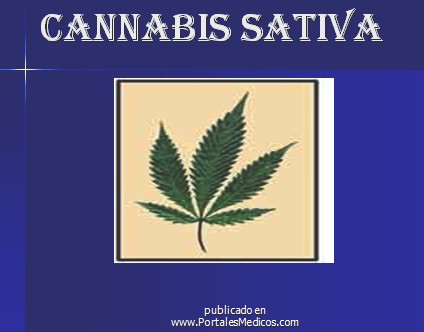 marihuana/cannabis_sativa