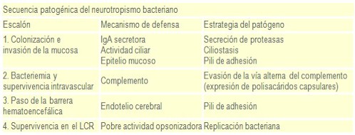 meningitis_bacteriana/secuencia_patogenica_patogenia