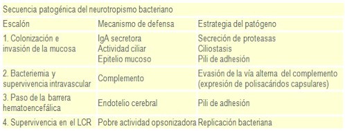 meningitis_bacteriana/secuencia_patogenica_patogenia meningitis_bacteriana/secuencia_patogenica_patogenia
