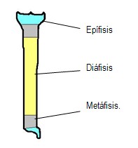 evaluacion_anatomofuncional_tibia/localizacion_anatomica evaluacion_anatomofuncional_tibia/localizacion_anatomica