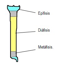 evaluacion_anatomofuncional_tibia/localizacion_anatomica