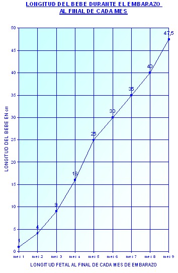 alimentacion_nutricion_embarazo/longitud_bebe_gestacion