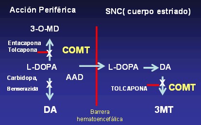 ermedad_de_Parkinson/mecanismo_accion_inhibidores_COMT