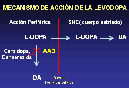 enfermedad_de_Parkinson/mecanismo_accion_levodopa