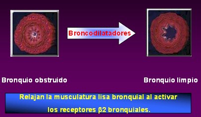 farmacologia_asma_bronquial/betaadrenergicos_mecanismo_accion