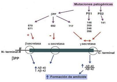 enfermedad_de_alzheimer/formacion_amiloide