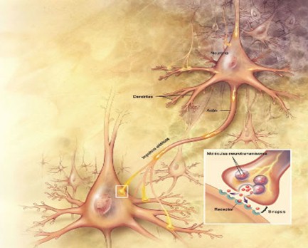 enfermedad_de_alzheimer/sinapsis_neuronal