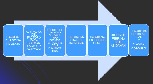 infarto_agudo_miocardio/mecanismos_coagulacion