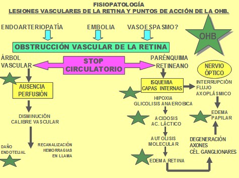 lesiones_vasculares_retina/mecanismo_actuacion_OHB