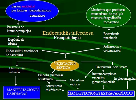 endocarditis_infecciosa/fisiopatologia_endocarditis_septica