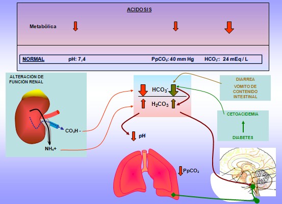 equilibrio_acido_base/acidosis_metabolica