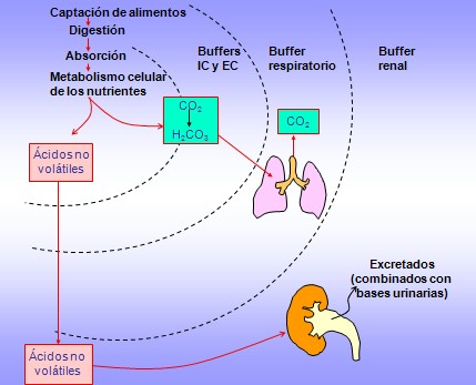 equilibrio_acido_base/fisiologia_fisiopatologia equilibrio_acido_base/fisiologia_fisiopatologia