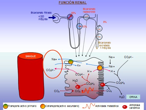 equilibrio_acido_base/funcion_renal equilibrio_acido_base/funcion_renal