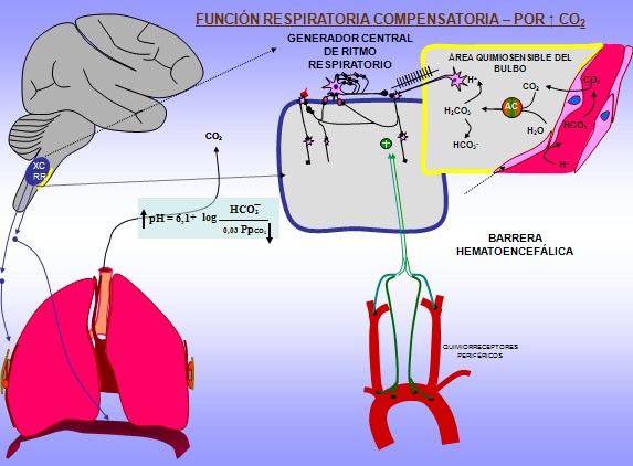 equilibrio_acido_base/funcion_respiratoria_compensatoria