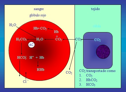 equilibrio_acido_base/hematico_globulo_rojo equilibrio_acido_base/hematico_globulo_rojo