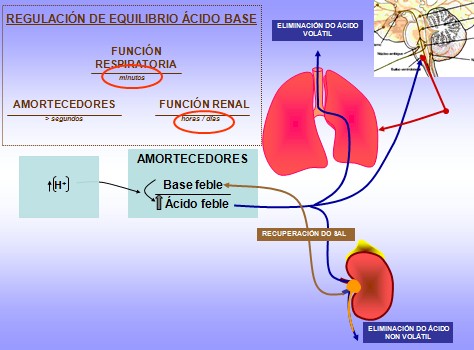 equilibrio_acido_base/regulacion_amortiguacion equilibrio_acido_base/regulacion_amortiguacion