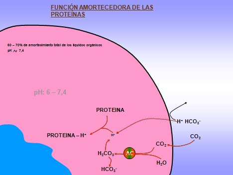 equilibrio_acido_base/tampon_buffer_proteinas equilibrio_acido_base/tampon_buffer_proteinas