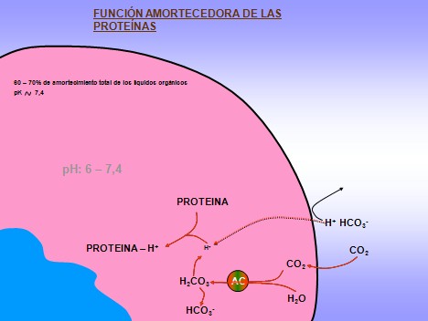 equilibrio_acido_base/tampon_buffer_proteinas