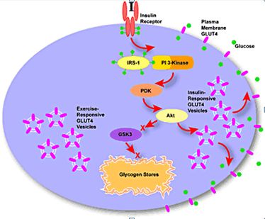 nutricion_ejercicio_salud/insulina_glucemia