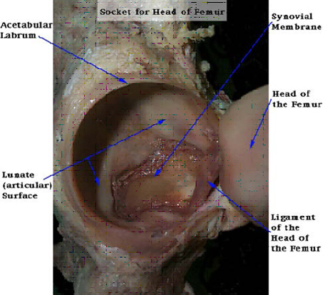 artroscopia_atrapamiento_femoroacetabular/anatomia_del_acetabulo