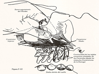 fisioterapia_deportiva_craneosacral/colocacion_manos_hioides