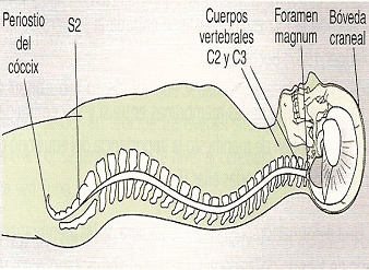 fisioterapia_deportiva_craneosacral/grafico_corte_sagital