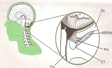 fisioterapia_deportiva_craneosacral/grafico_puente_miodural