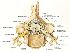 fisioterapia_deportiva_craneosacral/grafico_vertebra_meninges