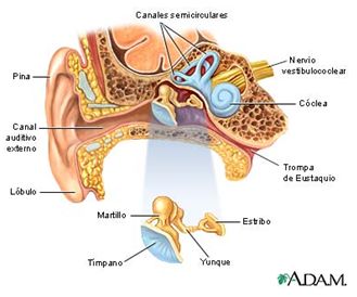 otitis_media_aguda/anatomia_oido