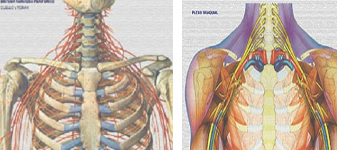 dolor_toracico_agudo/inervacion_toracica_torax