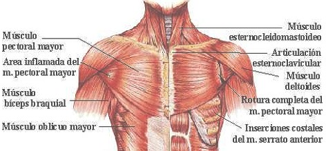 dolor_toracico_agudo/musculos_toracicos_torax