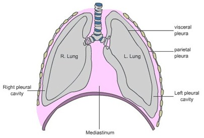 drenaje_pleural_neumotorax/pleura_visceral_parietal