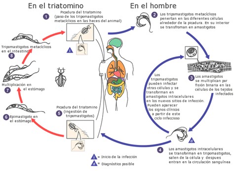 enfermedad_Chagas_Mazza/Trypanosoma_cruzi_triatomino