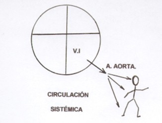 guia_basica_fisioterapia/circulacion_sistemica
