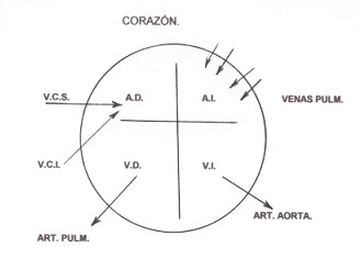 guia_basica_fisioterapia/corazon_grandes_vasos