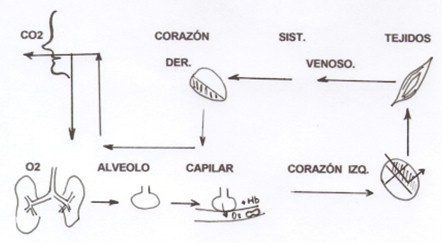 guia_basica_fisioterapia/respiracion_vias_respiratorias guia_basica_fisioterapia/respiracion_vias_respiratorias