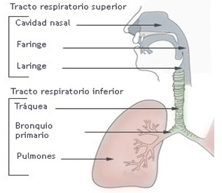 infecciones_respiratorias_agudas/anatomia_aparato_respiratorio
