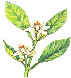 plantas_medicinales/limon_citrus_aurantifolia