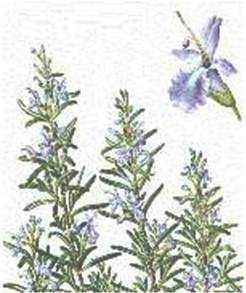 plantas_medicinales/romero_rosmarinus_officinalis plantas_medicinales/romero_rosmarinus_officinalis